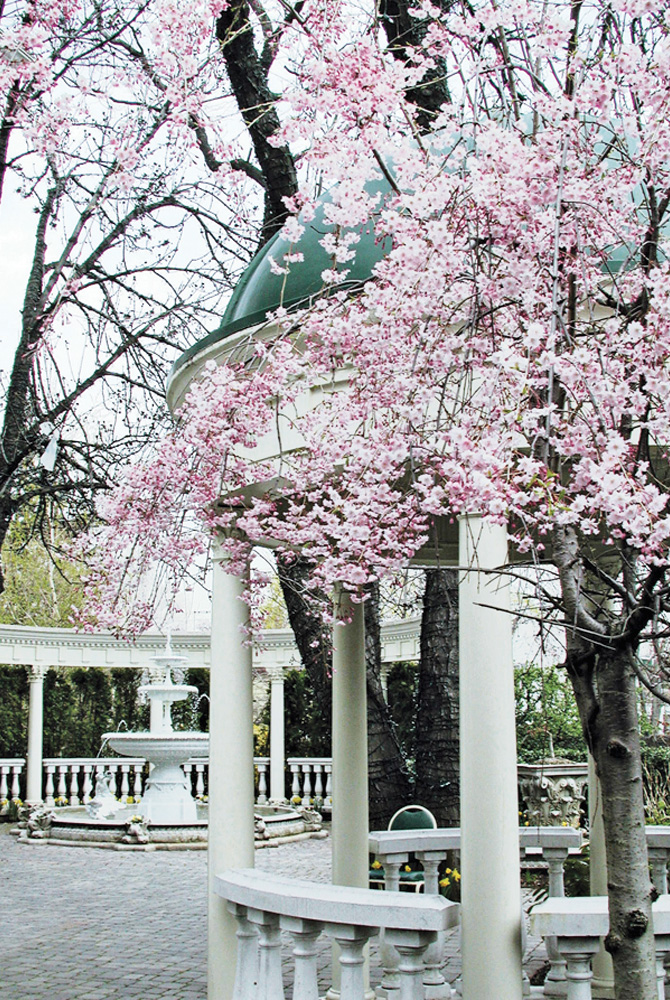 The Brownstone, Cherry Blossoms